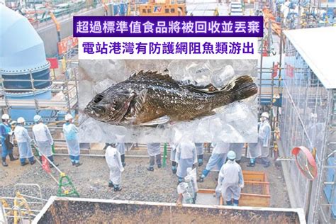 食神輻射魚